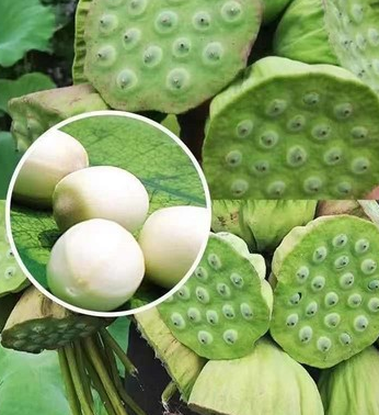 新鲜莲蓬生吃当天现摘嫩莲子米带芯水果